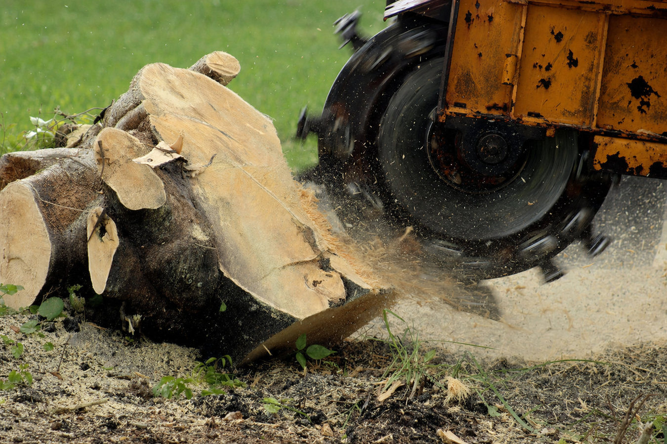 Stump removal in Dixon, CA