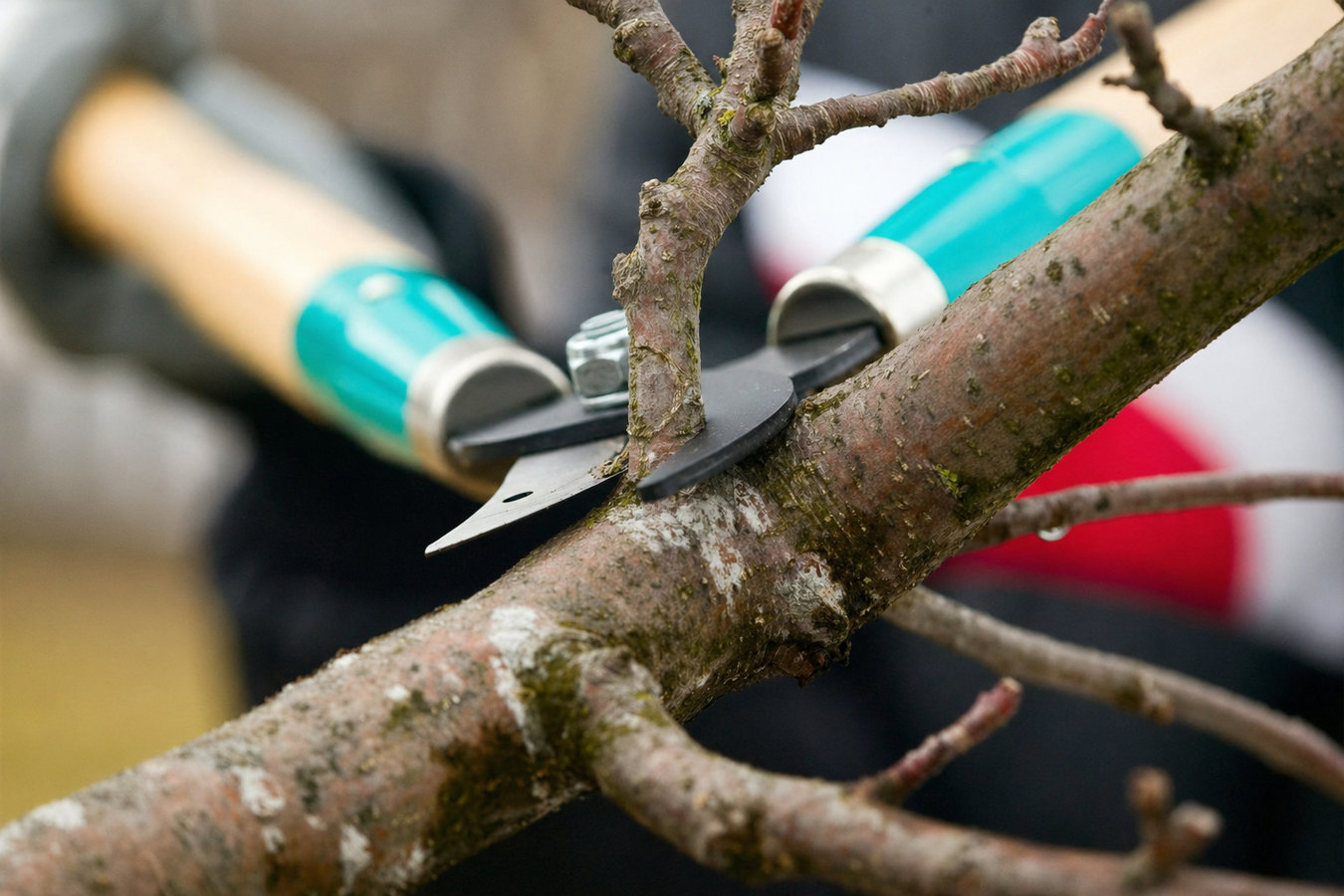 Tree pruning in Dixon, CA